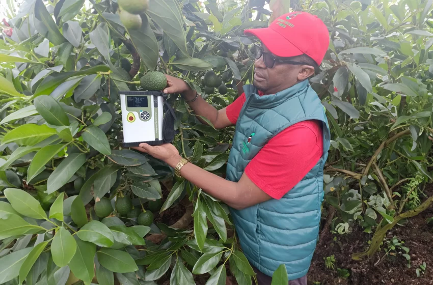  How Blockchain Technology Is Assisting Kenyan Farmers Harvest Avocados